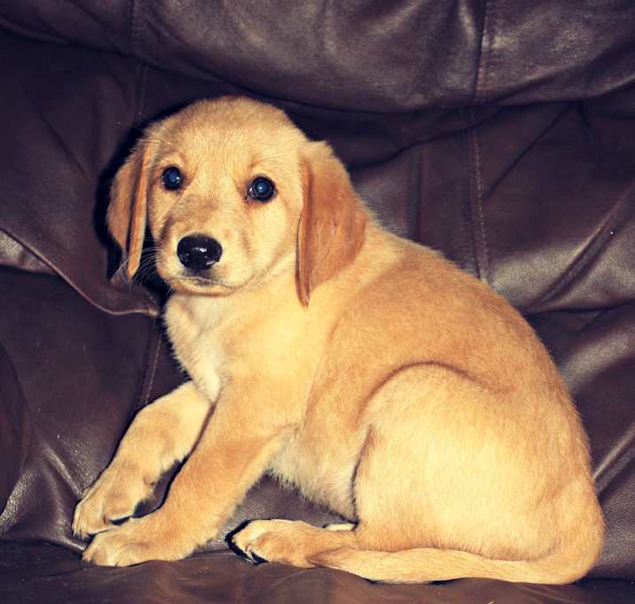 Photo of Marley