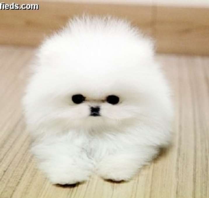 Photo of Teacup