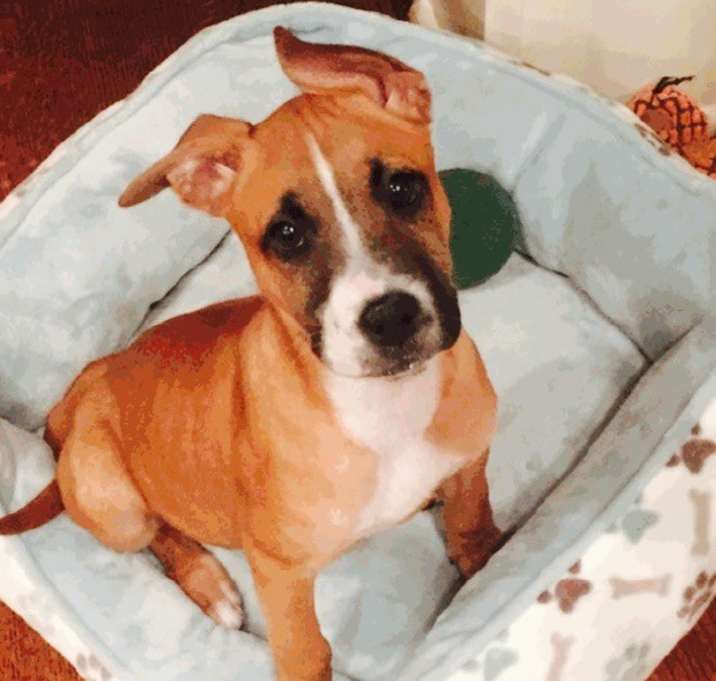 Photo of Scarlet
