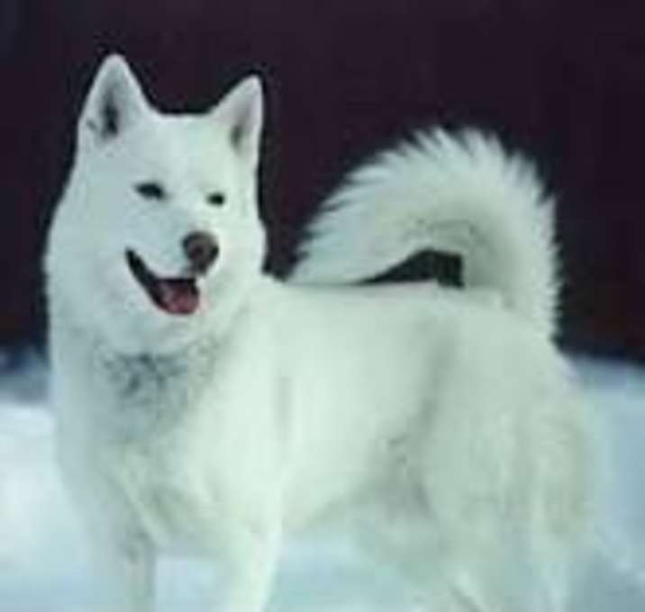 Photo of Volt