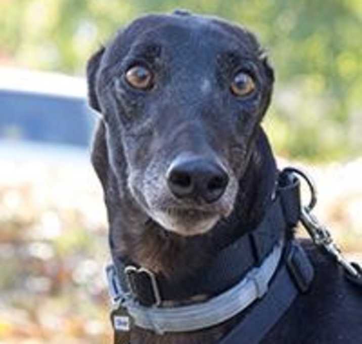 Photo of Oliver