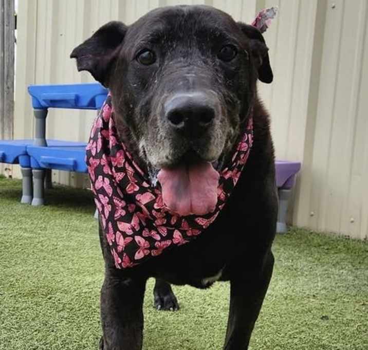 Photo of Bubba