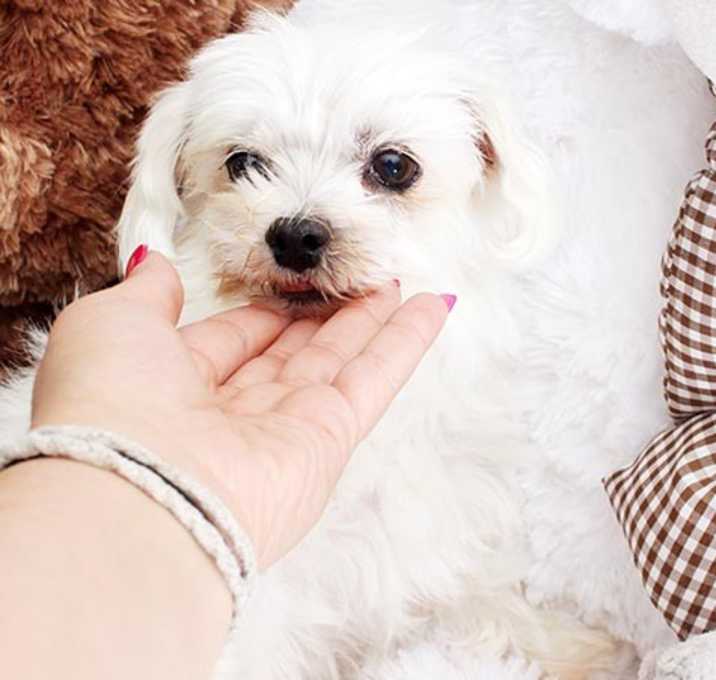 Photo of Rescue Maltese for Adoption