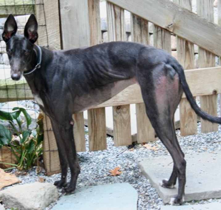 Photo of Willow