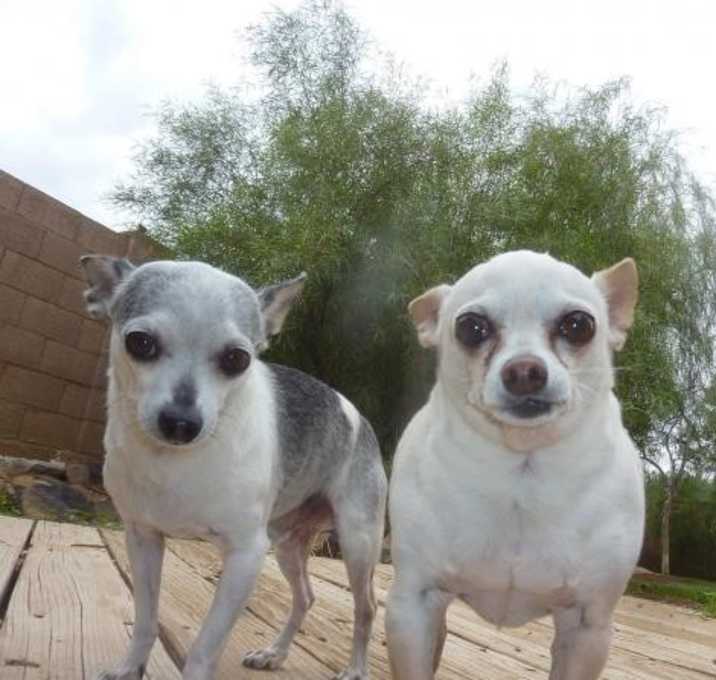 Photo of Wilbur & Coco