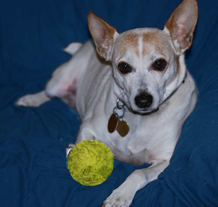 Photo of Trigger