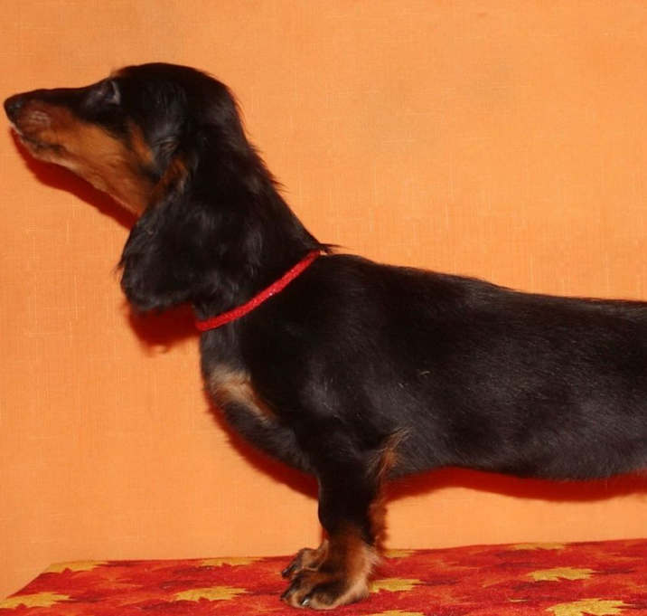 Photo of kika