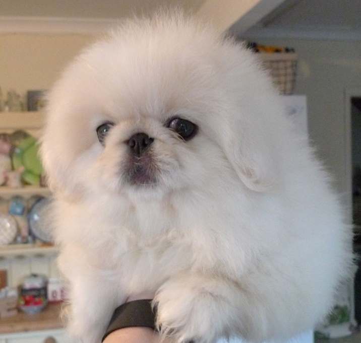 Photo of jack