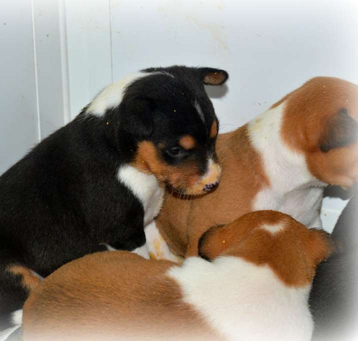 Photo of lind