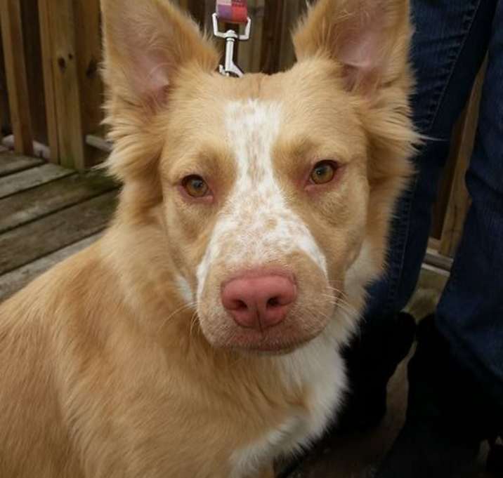 Photo of Freckles