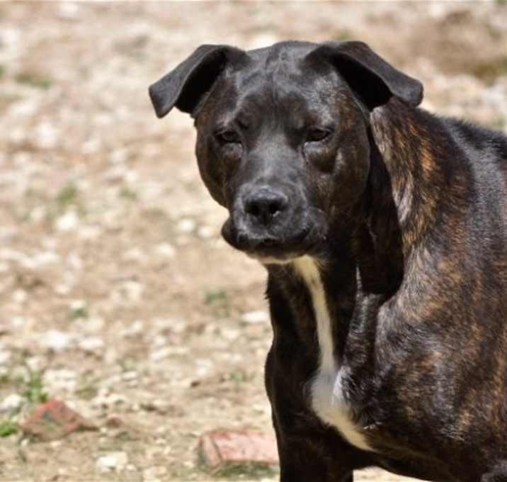 Photo of Rhea