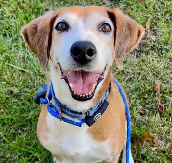 Photo of Pongo Beaufort