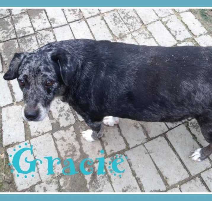 Photo of Gracie