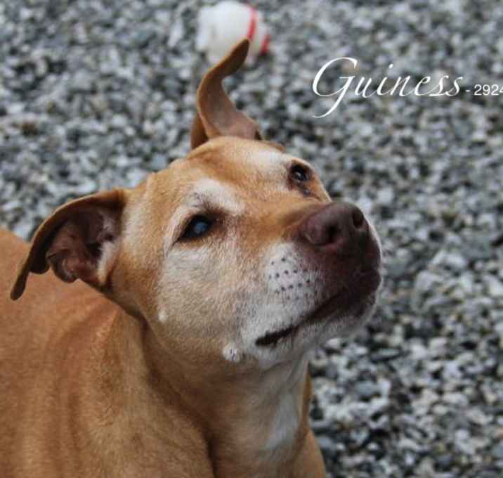 Photo of Guiness
