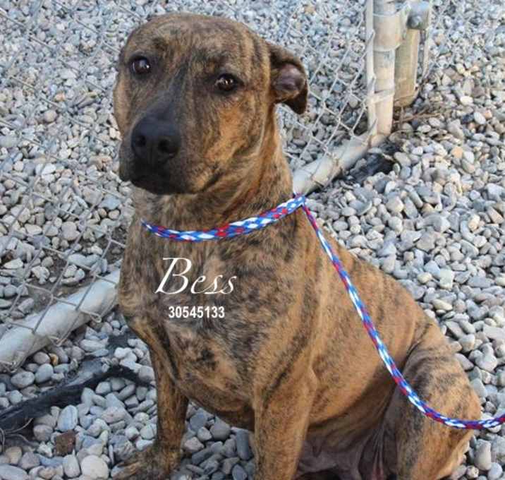 Photo of Bess