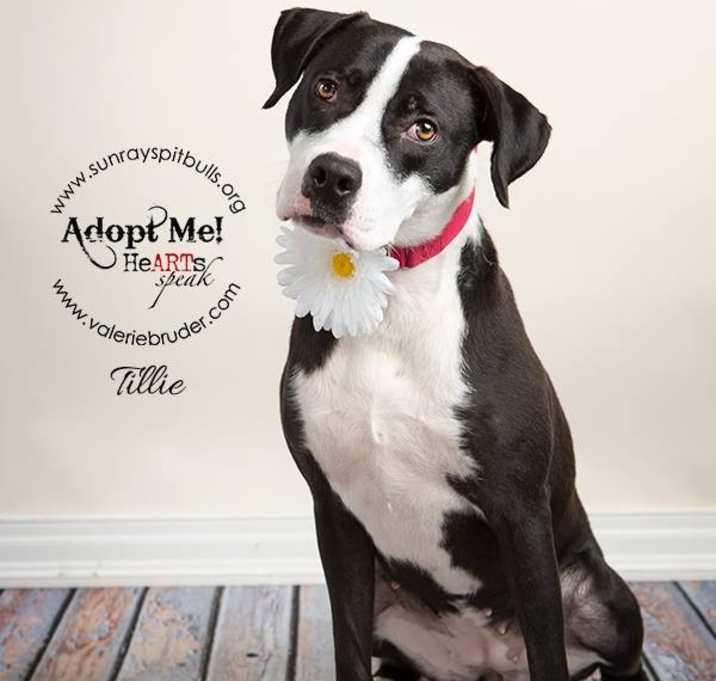 Photo of Tillie