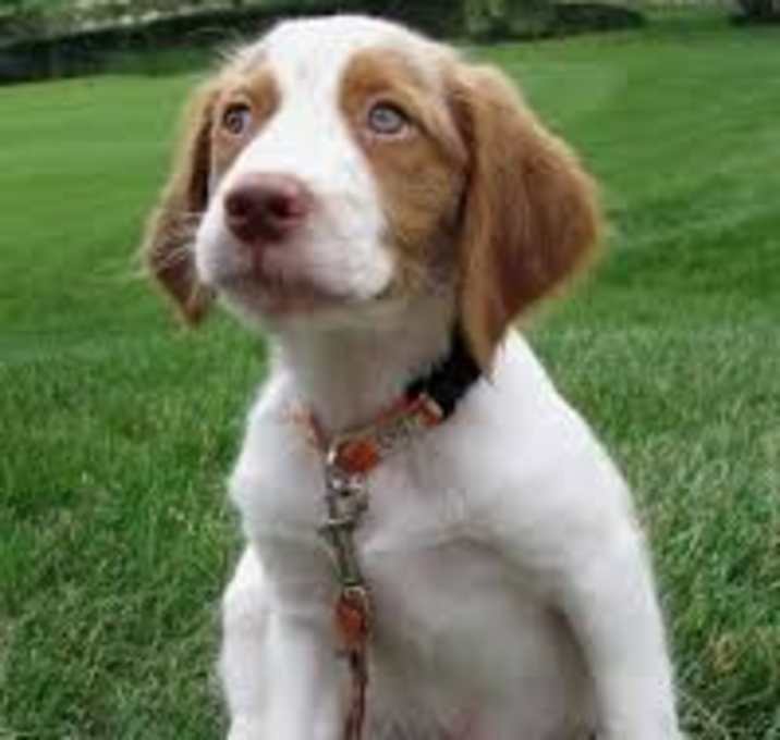 Photo of Brittany
