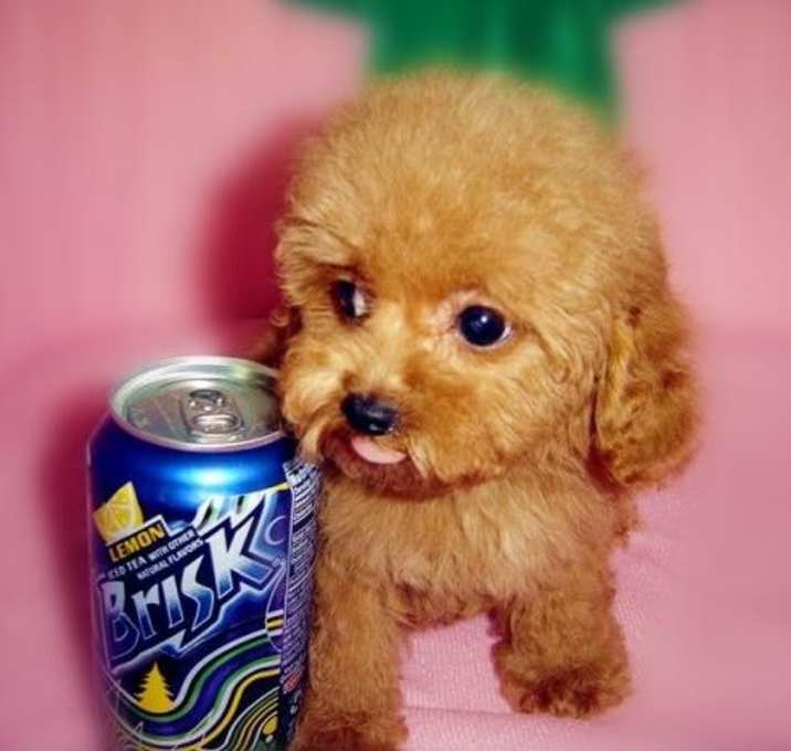 Photo of Toy Poodle
