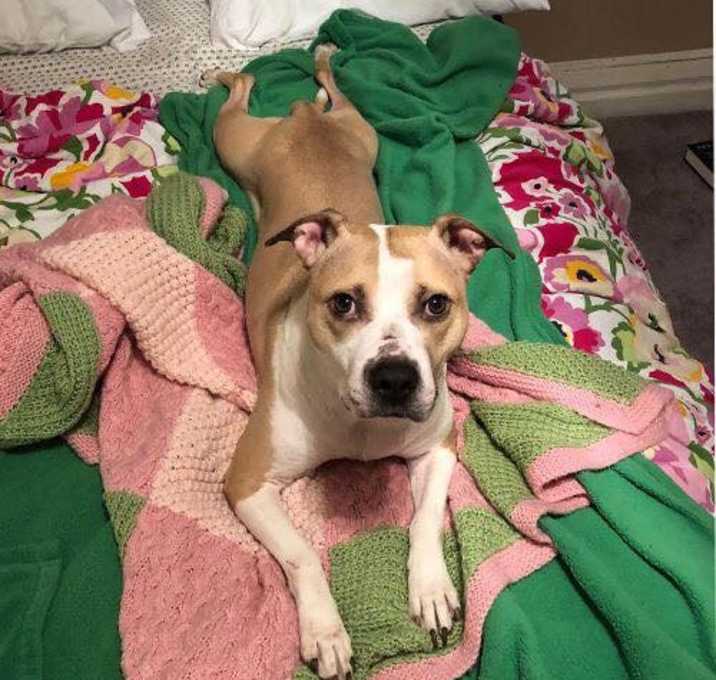 Photo of Peter (in foster)
