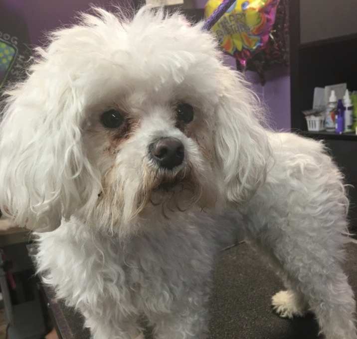 Photo of Chopper
