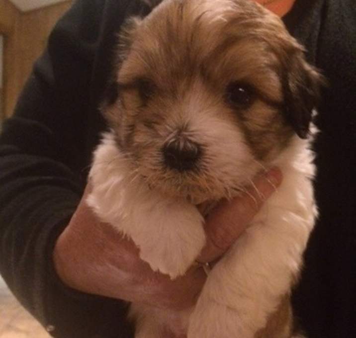 Photo of Coton De Tulear