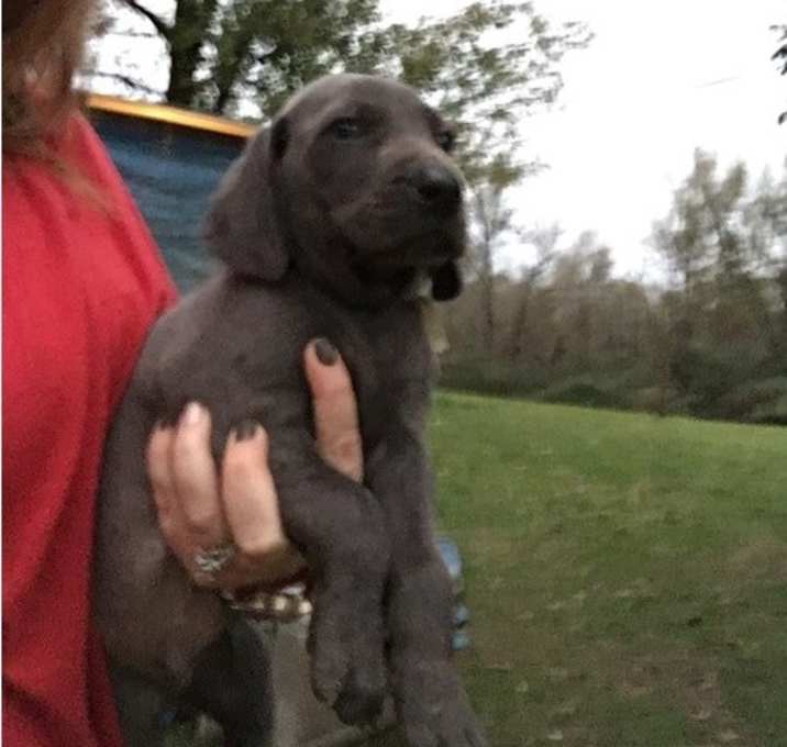 Photo of Weimaraner