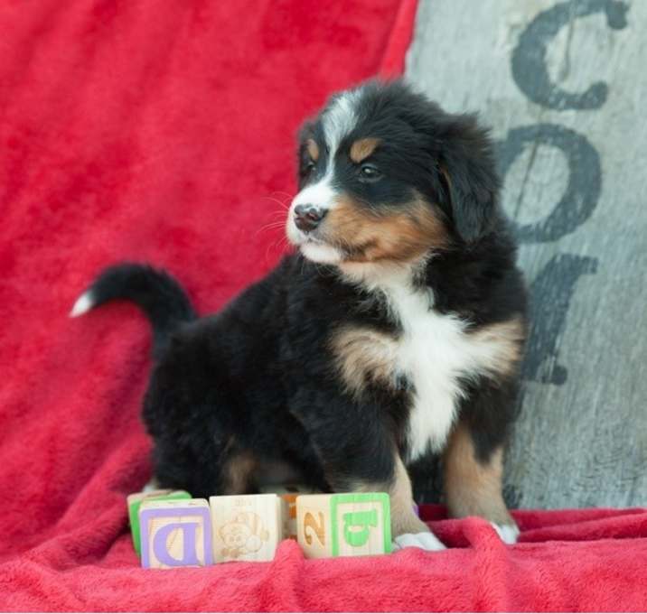 Photo of Bernese Mountain Dog