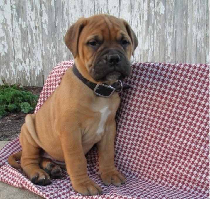 Photo of Bullmastiff