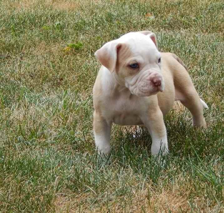 Photo of Alapaha Blue Blood Bulldog