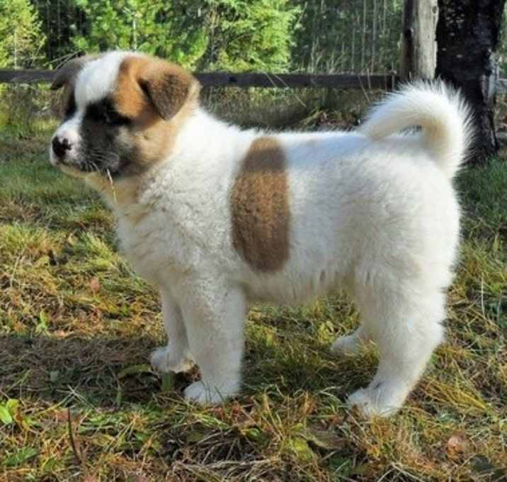 Photo of Akita puppy
