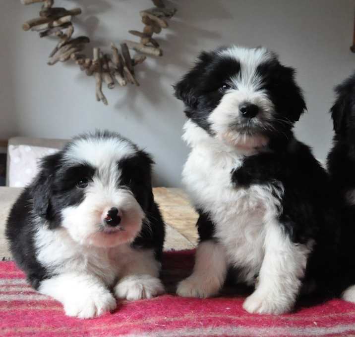 Photo of Bearded Collie puppy