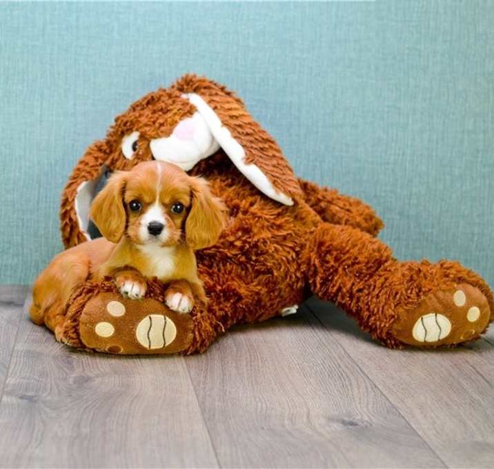 Photo of Cavalier King Charles Spaniel