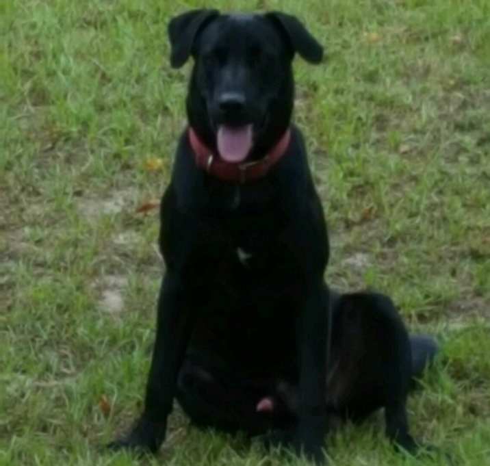 Photo of ATTICUS-ADOPTION PENDING