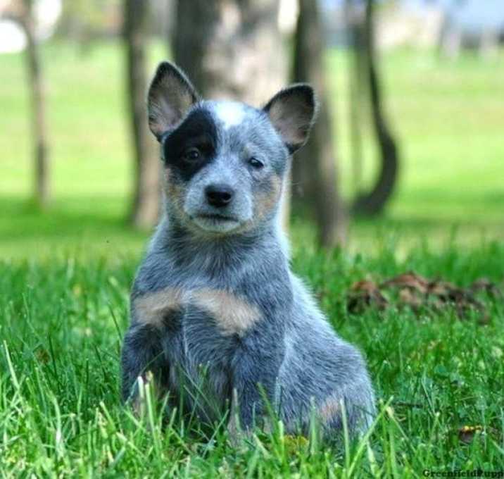 Photo of Cattle Dog Puppies