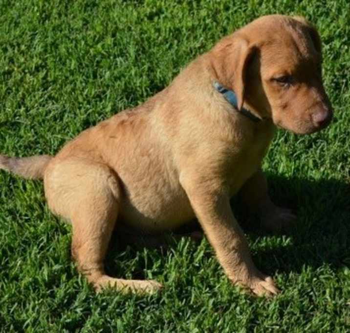 Photo of Haven's Chesapeake Bay Retriev