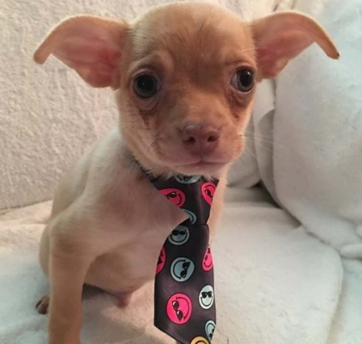 Photo of raised around small Chihuahua
