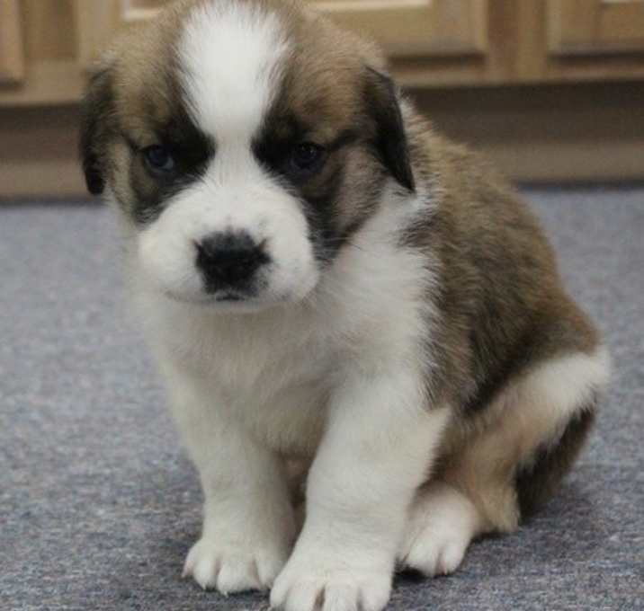 Photo of long haired girl Saint Bernard