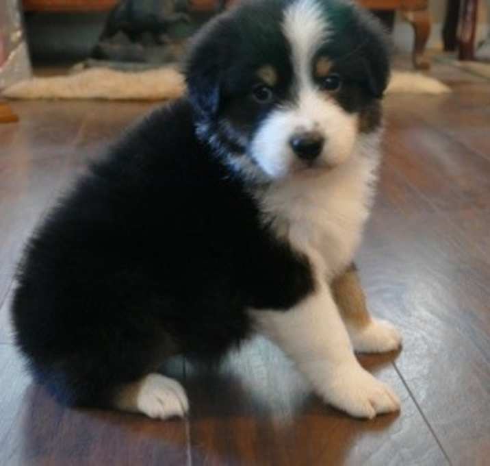 Photo of Black Tri Standard Australian