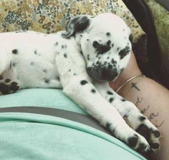 Photo of Luna is a Blaise Dalmatian