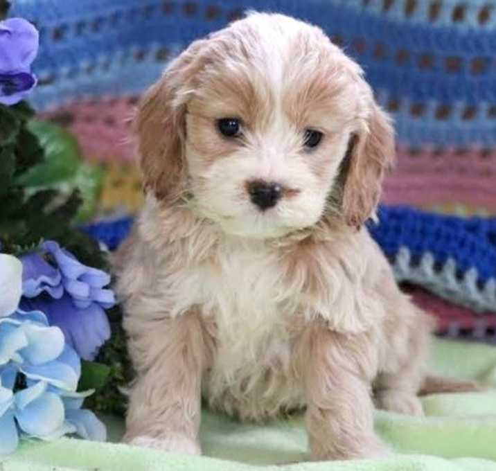 Photo of Cockapoo