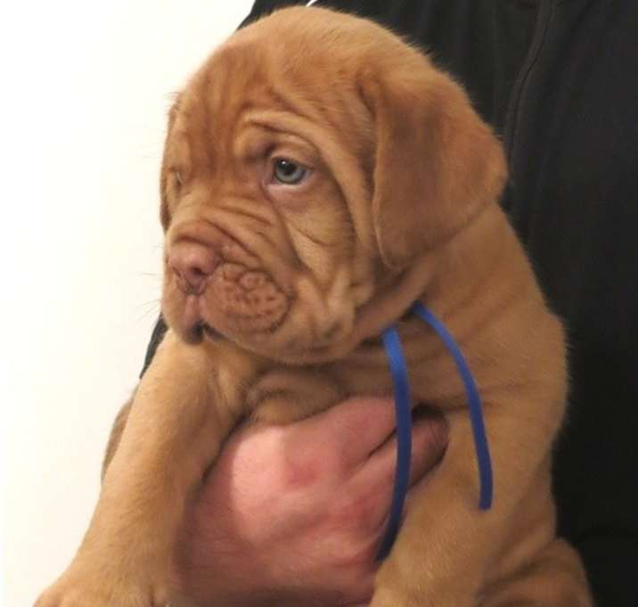 Photo of Dogue De Bordeaux