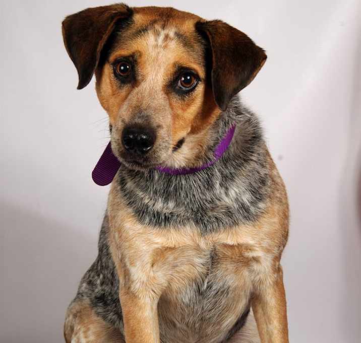Photo of Queenie Heeler