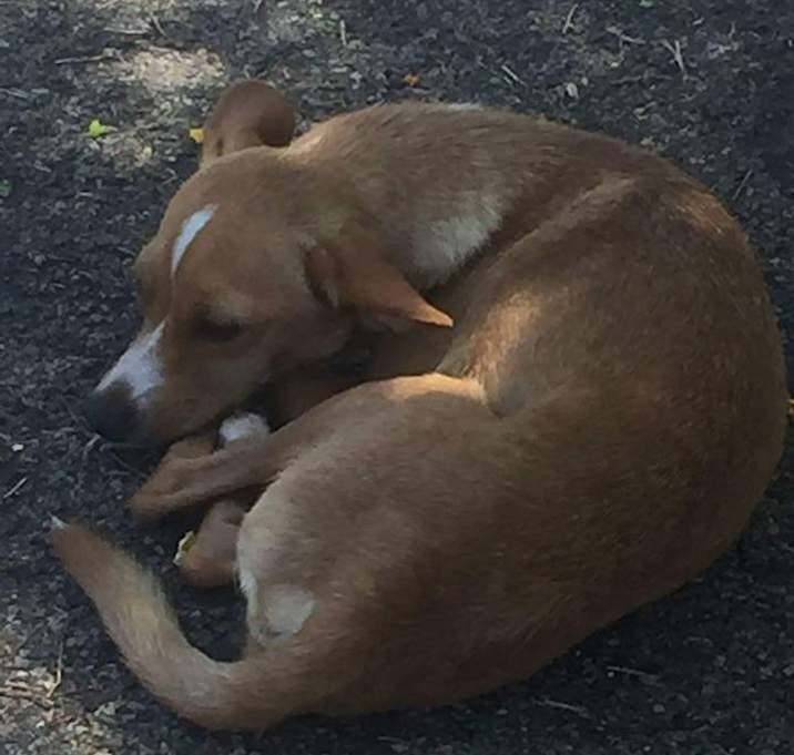 Photo of Mijo