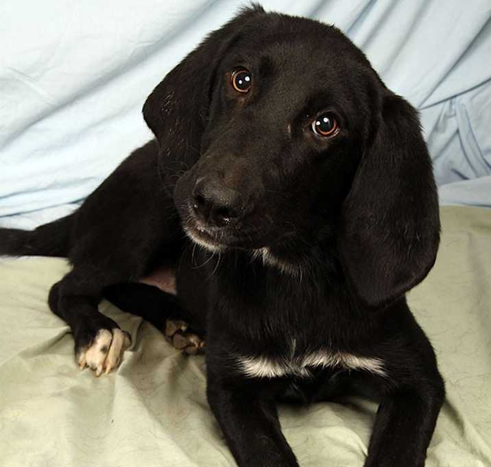 Photo of Cookie Houndador