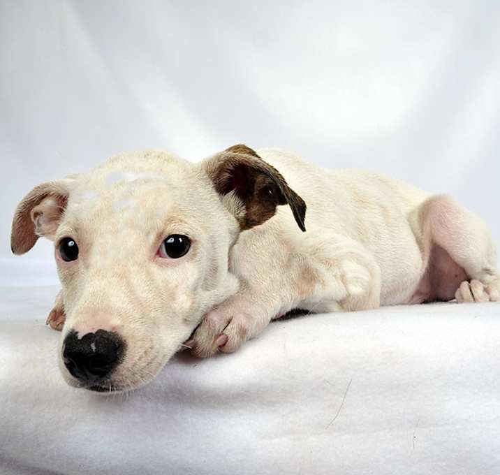 Photo of Frank Terrier Mix