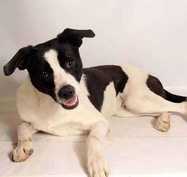 Photo of Terry BC Mix