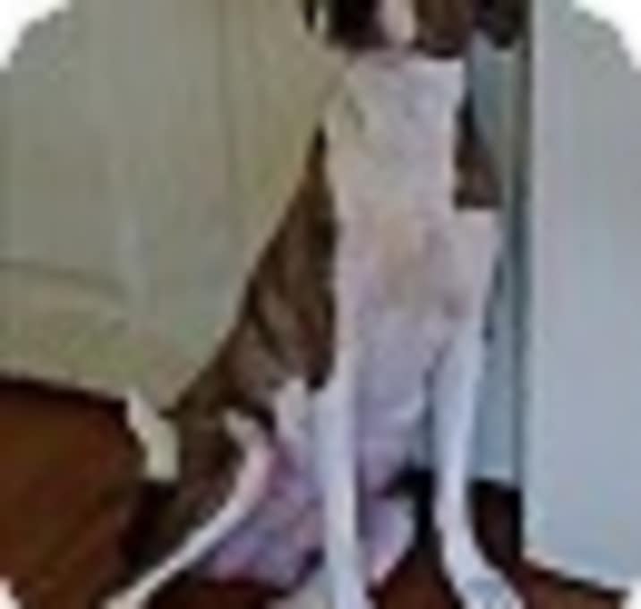 Photo of sweetpea