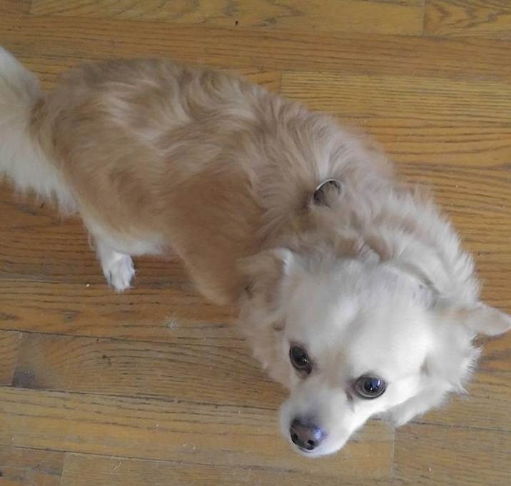 Photo of Toby