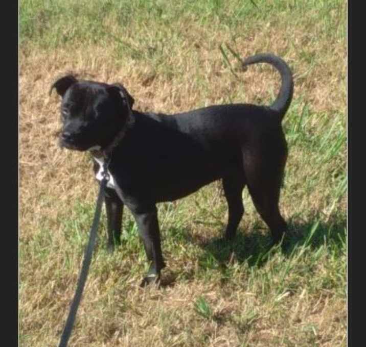 Photo of Dixie Doodle