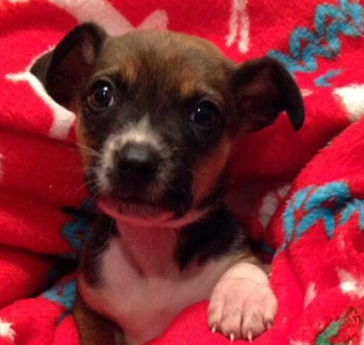 Photo of BAILEY-ADOPTED